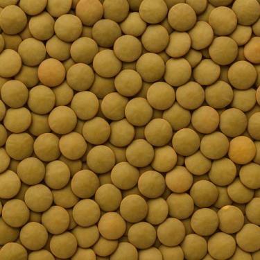 Imagem de Lentilha Canadense De Alta Qualidade 100g - Grupo Rocha Saúde