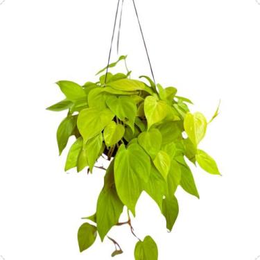Imagem de Planta Philodendron Neon Natural Rara Exótica Cuia 21 Floral - Inspira
