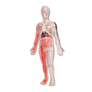 Imagem de Esquirla Kits de quebra -cabeça do corpo humano, figura de anatomia 3D de brinquedo de brinquedo de esqueleto DIY, brilho no osso escuro para ensinar ajuda