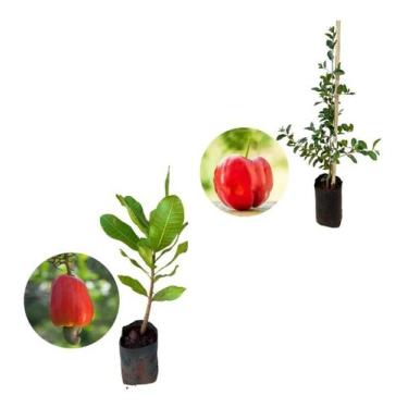 Imagem de Kit 2 Mudas - 1 Acerola Doce + 1 Caju Anão Vermelho - AMK - Jardinagem