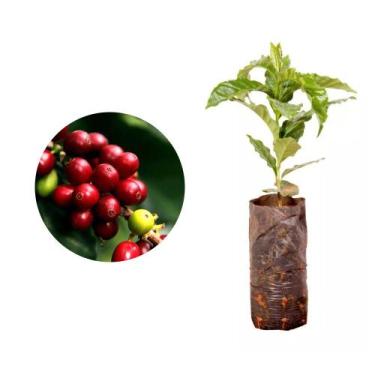 Imagem de Muda de Cafe Catuai Vermelho 20 a 40cm AMK - Plantas Online - AMK Jard