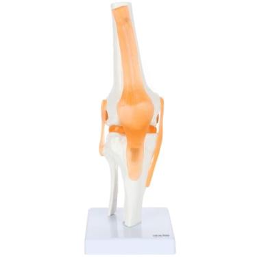 Imagem de Dynamic Knee Skeleton Model Can Show Movement Functional Knee Model Knee Anatomically Human Skeleton Hobbyist's Ideal Mold Teaching molds
