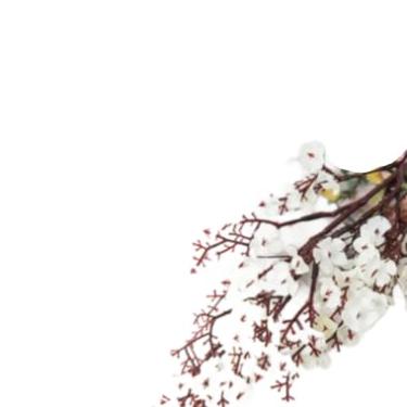Imagem de Buque De Flor Artificial Cerejeira Mosquitinho Para Decoração Montagem de Arranjos, Wedding Venues & Home Altars, Long-Lasting Beauty Without Care(Branco,1 unidade)