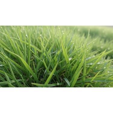 Imagem de Sementes de Grama Batatais, 1kg, Cobertura 100m², Gramado Rústico e Resistente, Verde