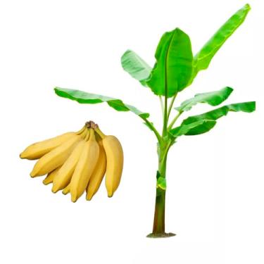 Imagem de AMK Jardinagem e Paisagismo, Muda de Banana Prata Ana 20 a 40cm AMK - Plantas Online
