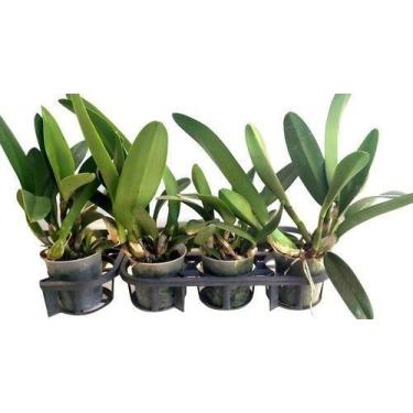 Imagem de Kit 50 Mudas De Plantas Cattleyas Adultas - Orquiflora
