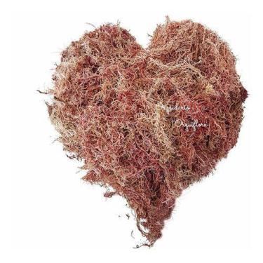Imagem de Musgo Sphagnum 4 Litros Substrato Para Plantas E Orquídeas Flores Natu