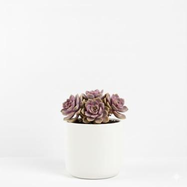 Imagem de Genérico, Vaso Quadrado Translúcido, Uso Interno, Tamanho M, Preto, Resina, Decorativo, Quadrado, Chão, Vaso para Plantas, 11x12x15 cm