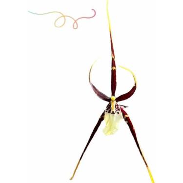 Imagem de Orquídea Aranha Brassia Planta Adulta Exótica Com Vaso !!! - doce l@r
