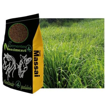 Imagem de 5kg Sementes capim massai para formar pastagem resistente para cavalos