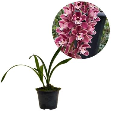 Imagem de Planta Muda Orquidea Cymbidium Pendente Ruby Sarah Rara Em Vaso Com Substrato Planta Natural
