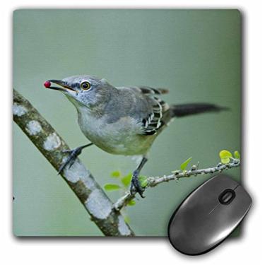 Imagem de Mouse pad 3D Rose "Northern Mockingbird Feeding On Brush Texas UsaUs44 Ldi1019Larry Ditto" acabamento fosco - 20 x 20 cm - mp_147108_1