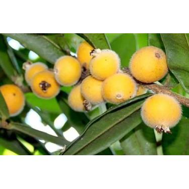 Imagem de Muda Jabuticaba Cabeludinha ou Jabuticaba Amarela - no-brand