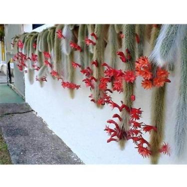 Imagem de 1 Muda De Cacto Rabo De Macaco Grande Linda Top - Ta na Mão