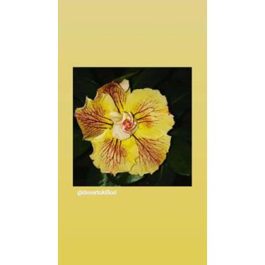 Imagem de Rosas do deserto