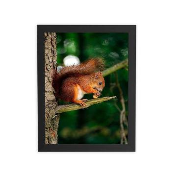 Imagem de Esquilo Roendo Animais Quadro Moldura Preta 60X40Cm