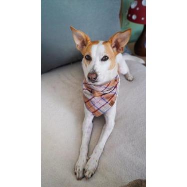 Imagem de Bandana para Pet - São Luís - BenDog, PP