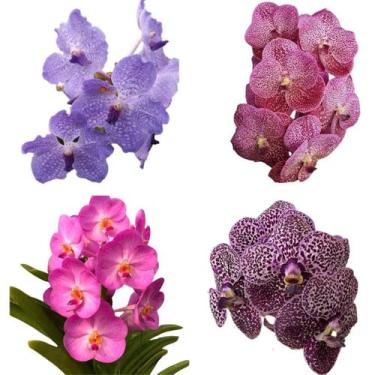 Imagem de Kit - 4 Mudas De Orquídeas Vanda - orquivitro