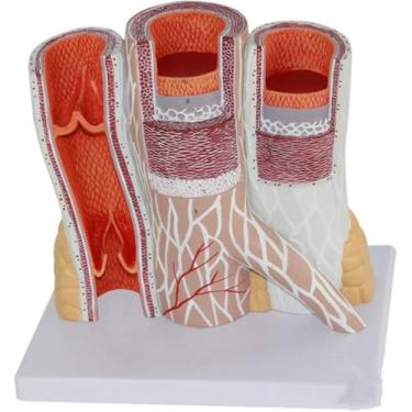 Imagem de Educational Model Artery and Vein Anatomical Magnification Model Human Vascular Model Vascular Structure Magnification Model Arteriovenous Model