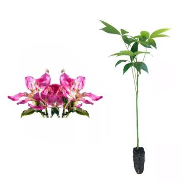 Imagem de Muda de Paineira Rosa 20 a 40cm AMK - Plantas Online - Genérico