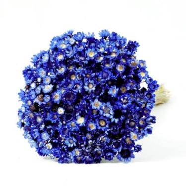 Imagem de 600 Sempre Vivas Cores Selecionadas - Pense Flores, Roxo