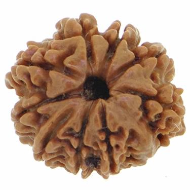 Imagem de 9 Mukhi Nepali Rudraksha | Nove Contas Rudraksha Face (Elaeocarpus ganitrus) 100% Original e Certificado por Arihant GEMS And JEWELS