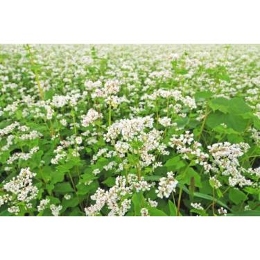 Imagem de Trigo Mourisco ou Trigo Sarraceno - 5kg De Sementes