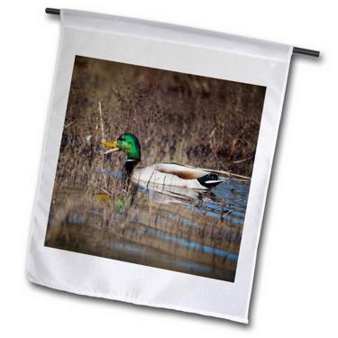 Imagem de 3dRose fl_191845_1 EUA, Oregon, Basket Slough, Drake Mallard, Anas Plathyrhynchos Bandeira de jardim, 30,5 x 45,7 cm