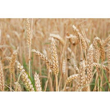 Imagem de Cera de farelo de arroz (0,5 kg)