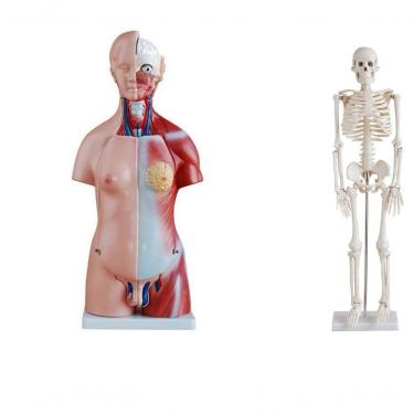 Imagem de Torso Humano Bissexual 45 Cm + Esqueleto 85 Cm