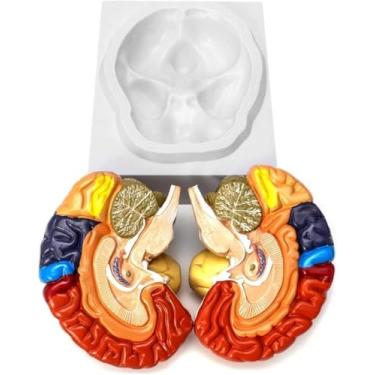 Imagem de Modelo anatômico de cérebro humano, 2 meias peças codificadas por cores, modelo de cérebro regional, tamanho real, modelo de cérebro humano para ensino clínico e treinamento prático.