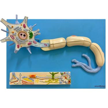 Imagem de Sistema De Fisiologia Dos Nervos
