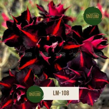 Imagem de Rosa do deserto PRETA DE LISTRAS LM108 - UNIFLORA