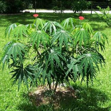 Imagem de Jatropha multifida (Merthiolate) - Sementes - Genérico