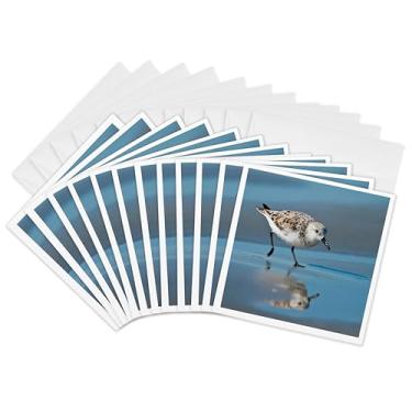 Imagem de Cartões comemorativos - Sanderling, Calidris albe, Feeding on Wet Beach. - Pacote com 12 - Larry Ditto - Pássaros