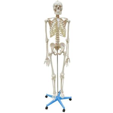 Imagem de Esqueleto Aprox.168cm com Coluna Flexível com Suporte e Base com rodas