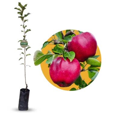 Imagem de Muda de Maçã Julieta Enxertada Para Produzir em Climas Quentes