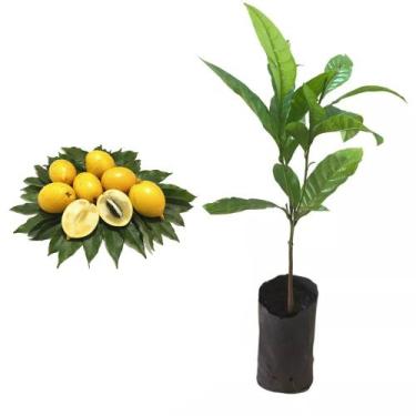 Imagem de Muda de Abiu Amarelo 20 a 40cm AMK - Plantas Online - AMK Jardinagem e