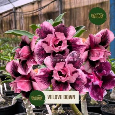 Imagem de Planta Rosa do Deserto FLOR DOBRADA VELOVE DOWN - UNIFLORA