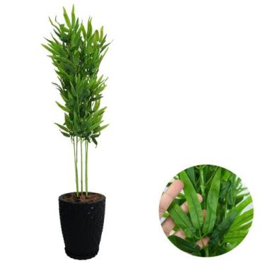 Imagem de Planta Artificial Bambu Da Sorte com Vaso Polietileno Cores - PlantaIm