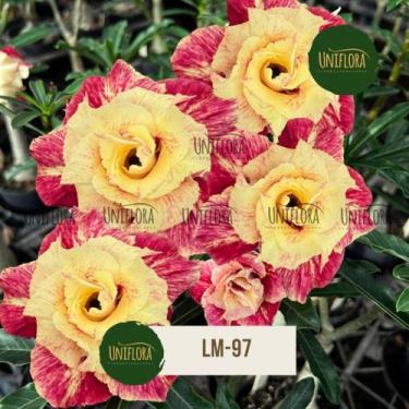 Imagem de Rosa do deserto FLOR DOBRADA AMARELA MESCLADA LM97 - UNIFLORA
