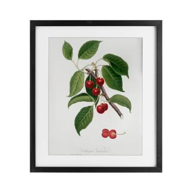 Imagem de Stupell Industries Estudo latino da planta de cerejeira impressão emoldurada preta sob vidro, design por Lettered and Lined, 16 x 13