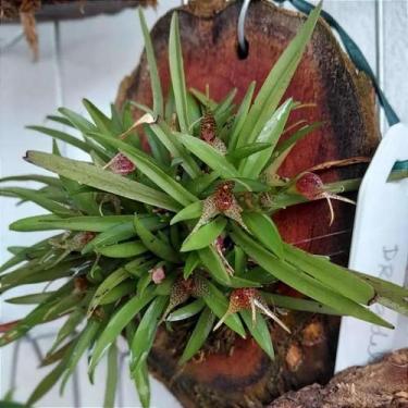 Imagem de Dryadella zebrina - Orquídeas & Cia