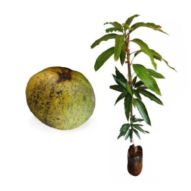 Imagem de Muda de Manga Manteiga 50 a 80cm AMK - Plantas Online - AMK Jardinagem