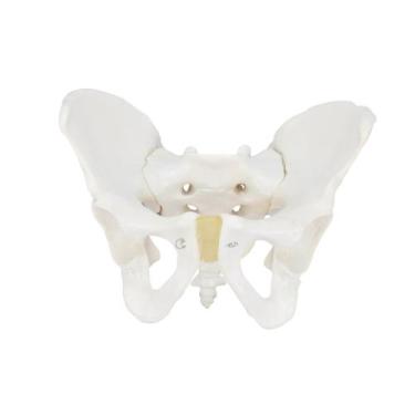 Imagem de Esqueleto Pélvico Masculino, Anatomia - SDORF