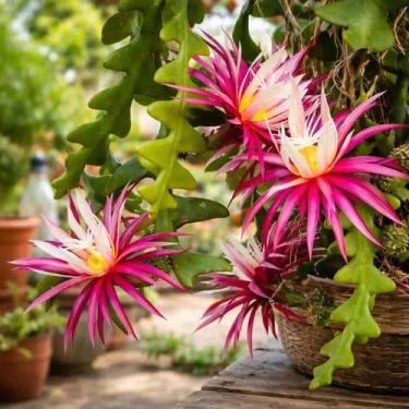 Imagem de Cacto Samambaia/Sianinha - Selenicereus anthonyanus - Planta Suculenta