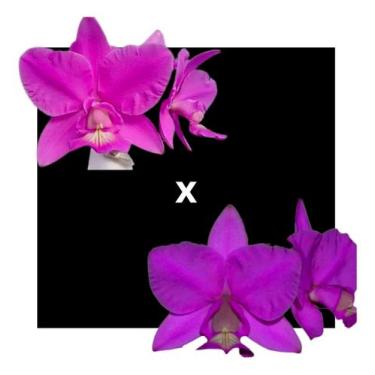 Imagem de Orquídea Cattleya Nobilior (rafaela X Lori) X Durval Ferreir - ORQUIDA