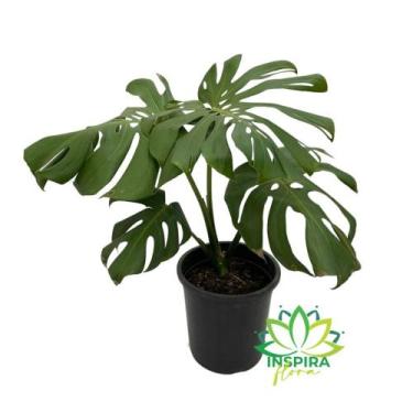 Imagem de Costela de Adão Adulta - Pote 23 Grande Planta Muda Costera Monstera D