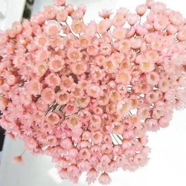 Imagem de 600 Sempre Viva Para Decoração - Pense Flores, Rosa