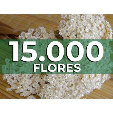 Imagem de Sempre vivas - Flores Naturais, kit com 15.000 flores secas para casam